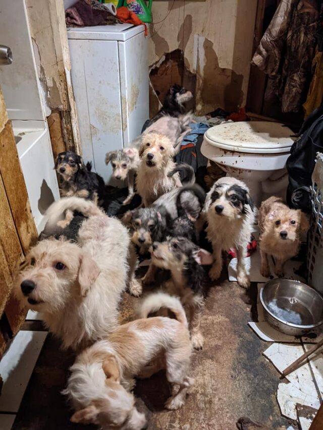Filthy home and neglected dogs