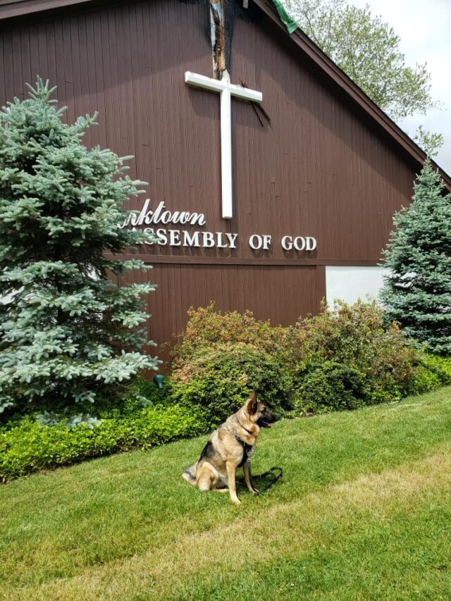German Shepherd by church