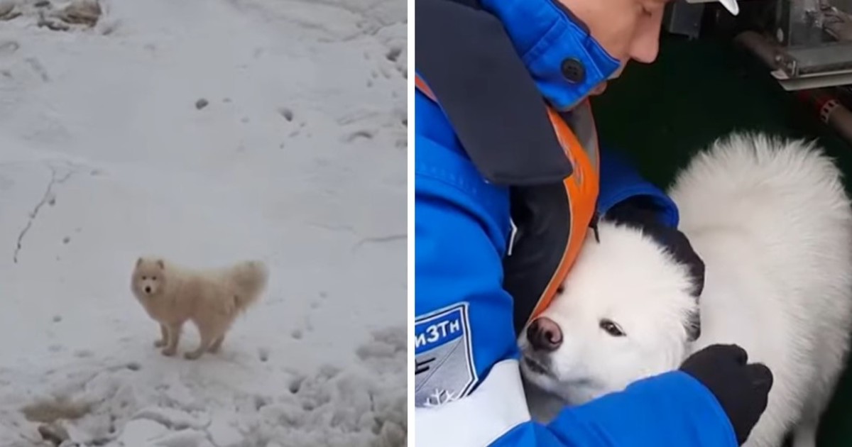 Fluffy Dog Rescued After Wandering Arctic Ice For A Week