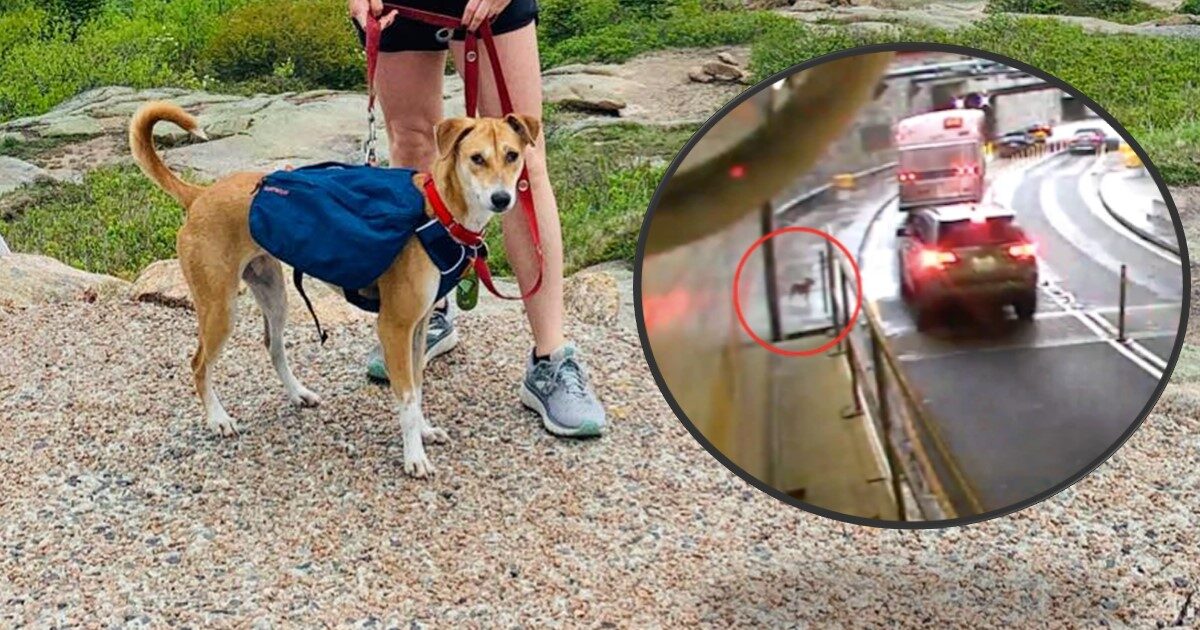Lost Dog Survives Heart-Stopping Trek Through Busy New York City Tunnel