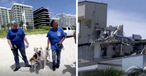 Miami collapse therapy dogs