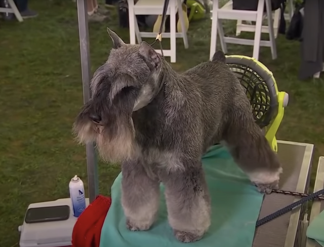 Miniature Schnauzer dog show