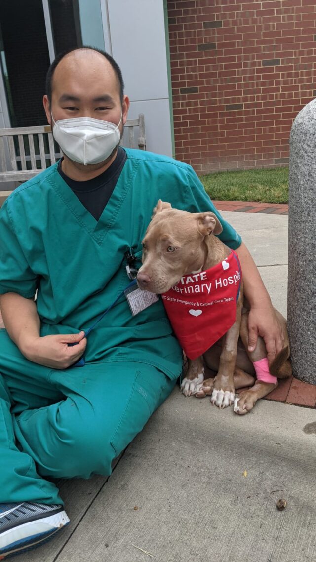 Miracle Pit Bull recovered