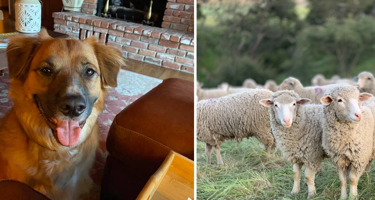 Border Collie Found Herding Sheep Days After Going Missing In A Car