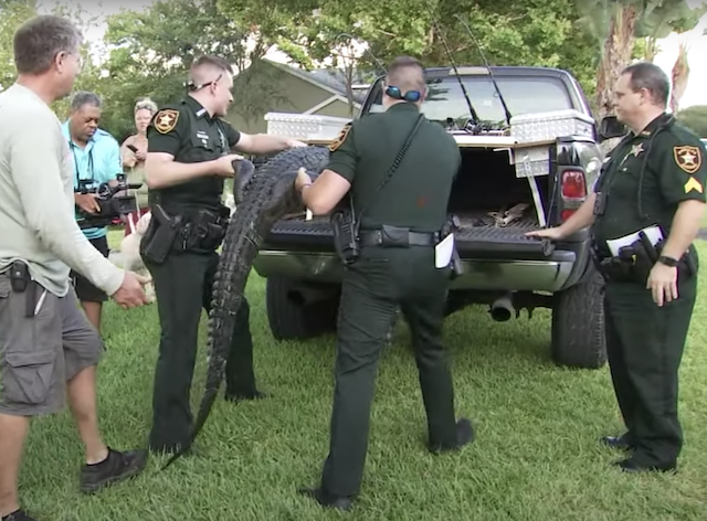 Officers putting alligator in truck