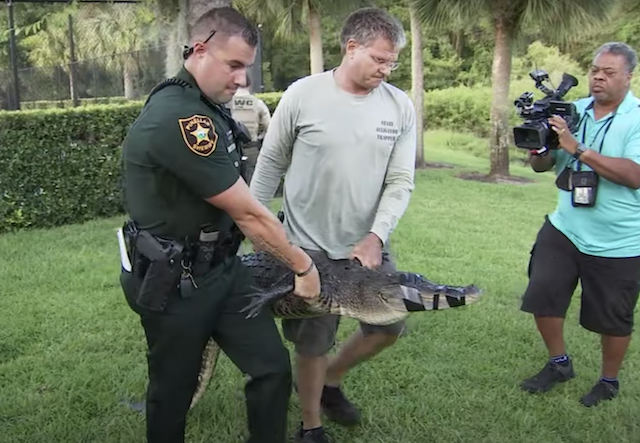 Officials catch alligators