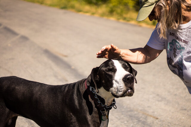 Woman petting large dog