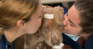 Pit Bull survives stab wounds