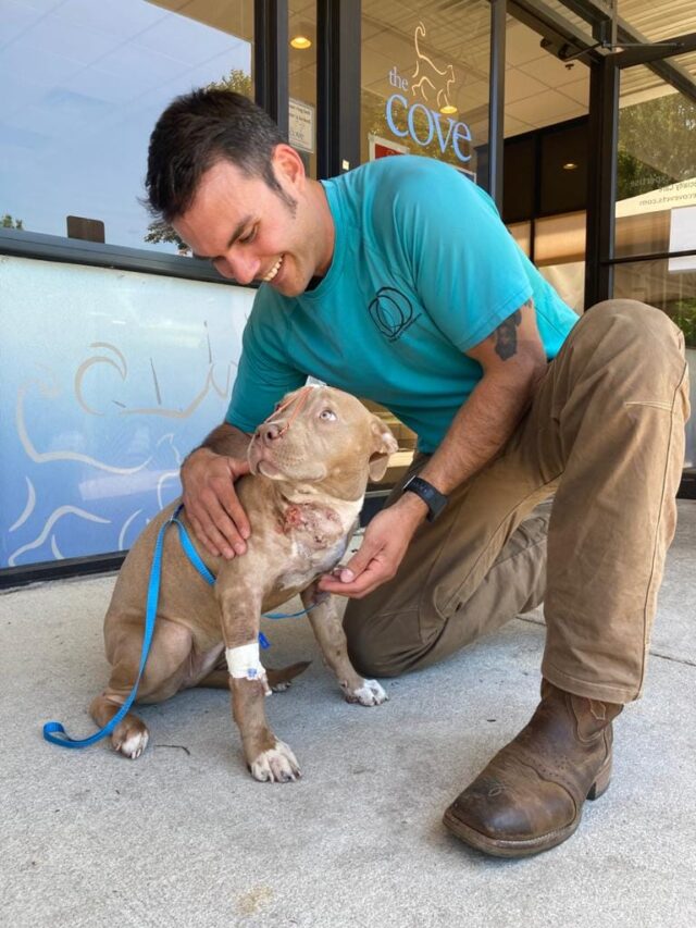 Stabbed Pit Bull rescued