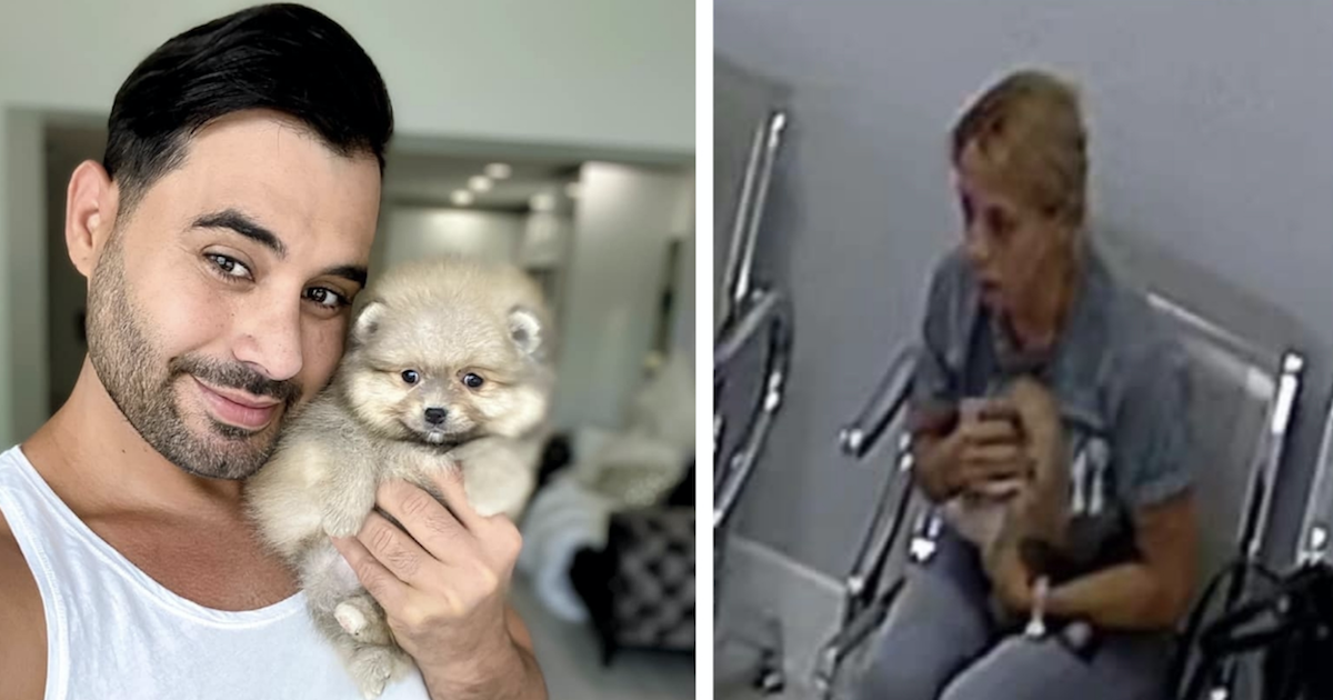 Stolen pomeranian puppy