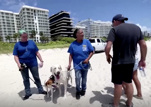 Therapy dogs Miami beach