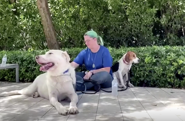 Volunteer petting therapy dogs