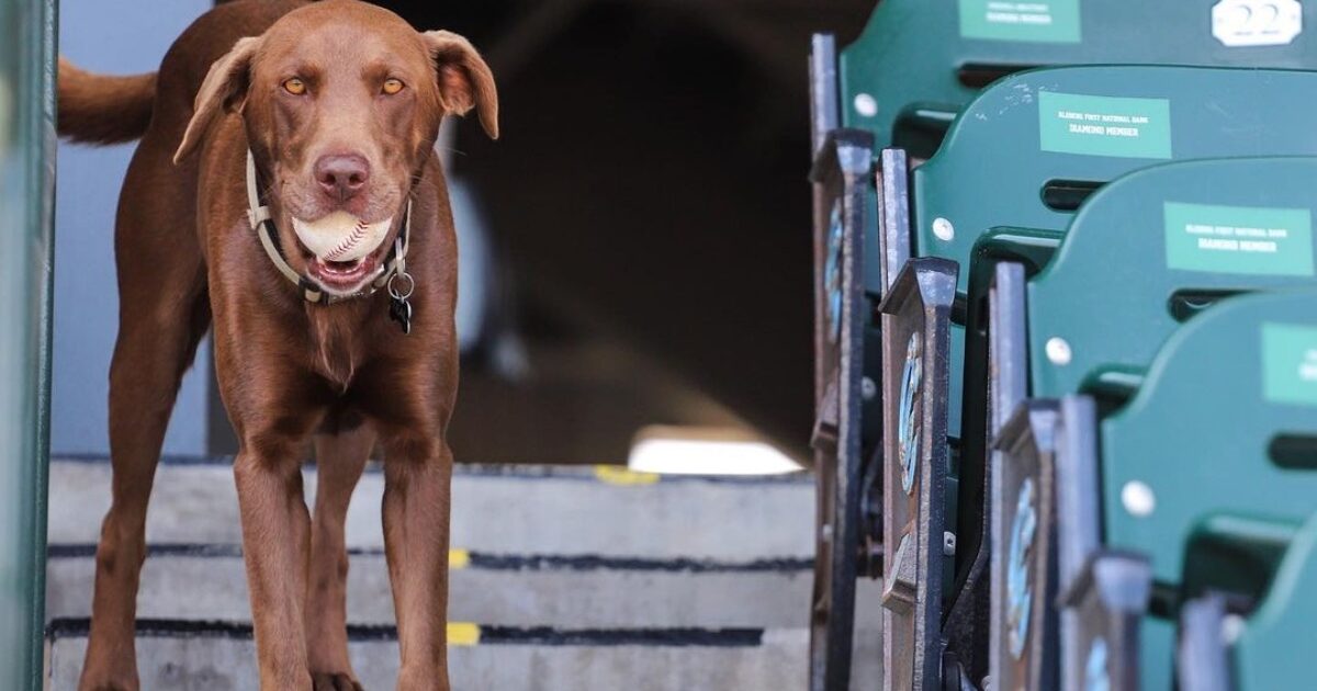 Chiefs' Derrick Nnadi Will Pay Shelter's Dog Adoption Fees After Winning  Super Bowl LIV - Michigan Humane