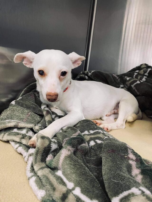 Abused Chihuahua Mix Recovering
