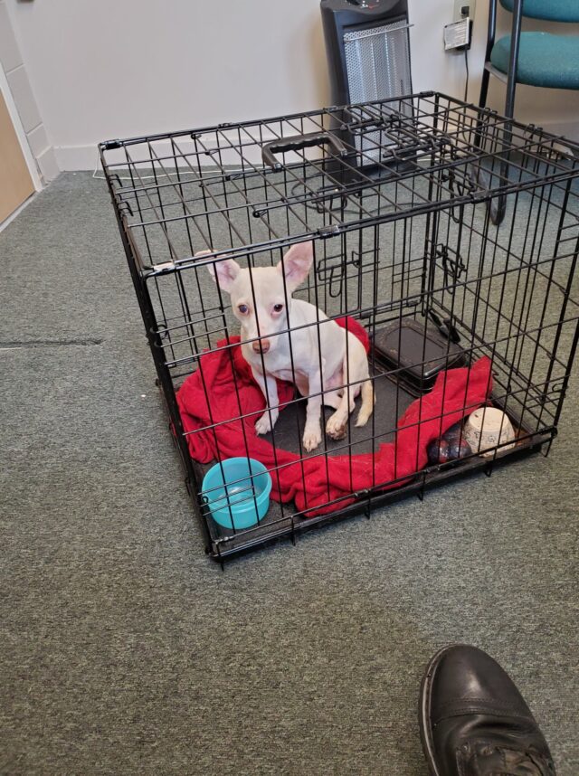 Abused dog abandoned with crate