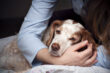 30 Things Your Dog Wishes You Knew