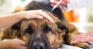 dog-at-vet