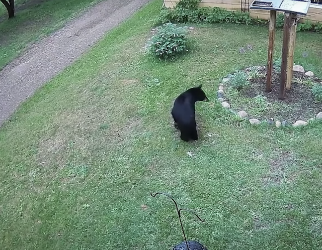 Bear in yard