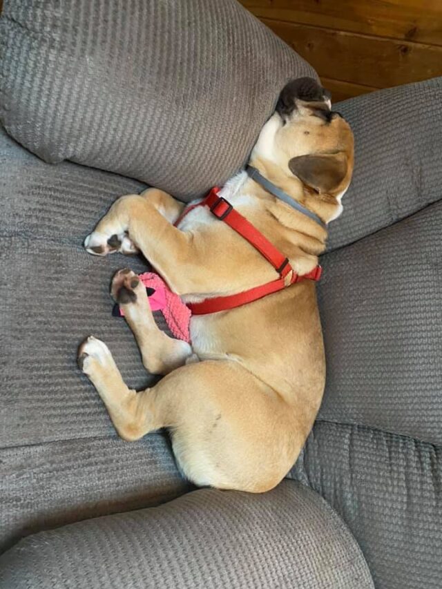 Bulldog puppy napping