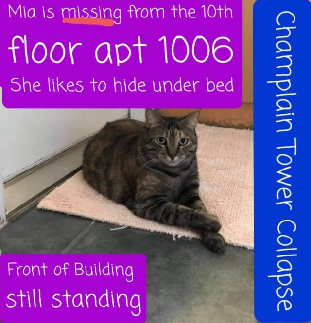 Cat stranded in Miami building