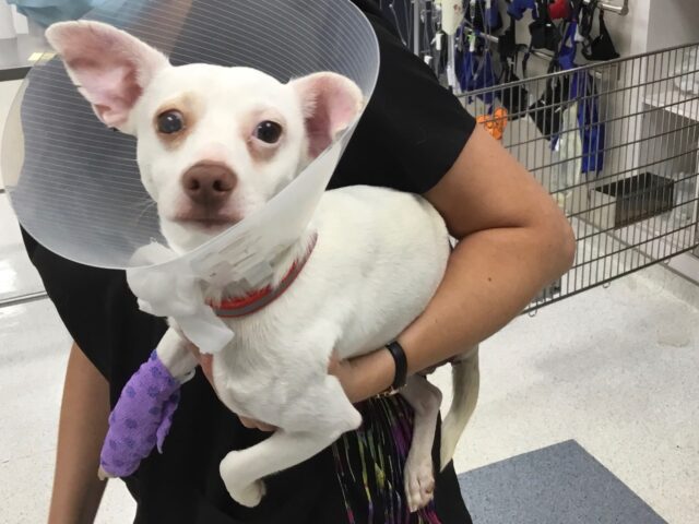 Chihuahua Mix After Surgery