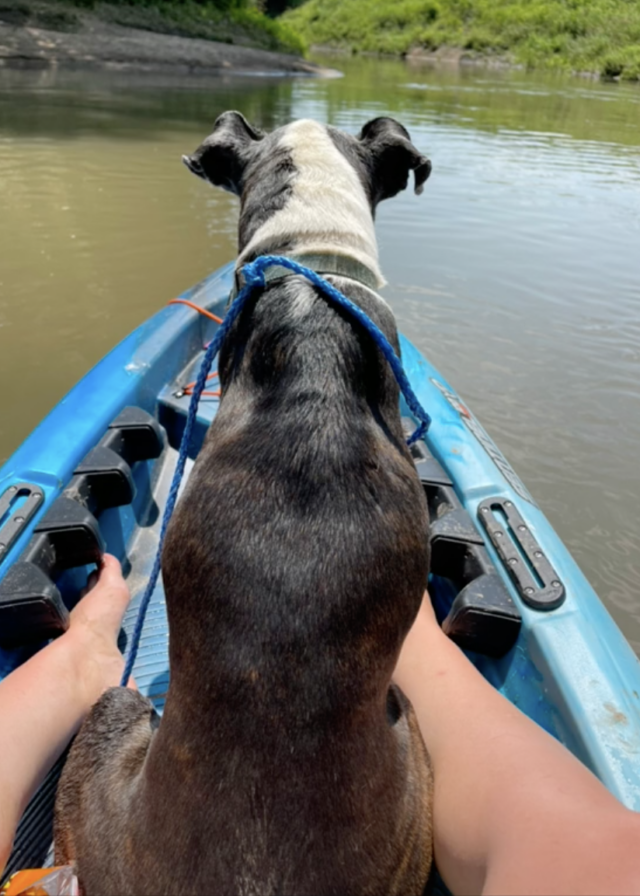 Dog enjoying kayak ride