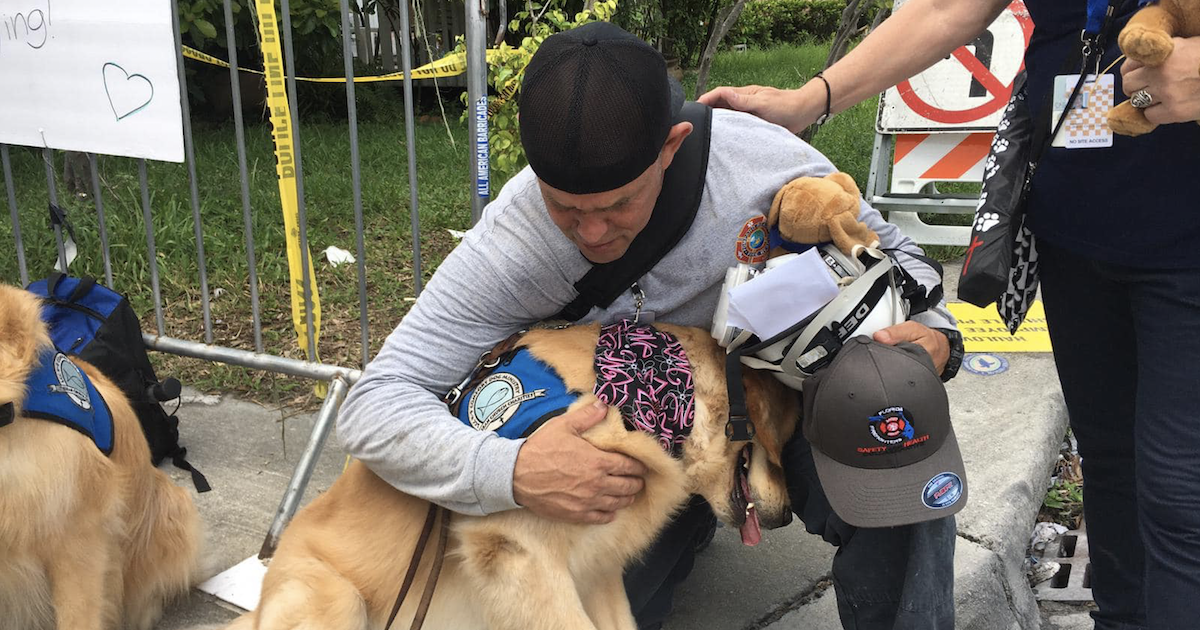 Golden Retrievers at Collapsed Condo
