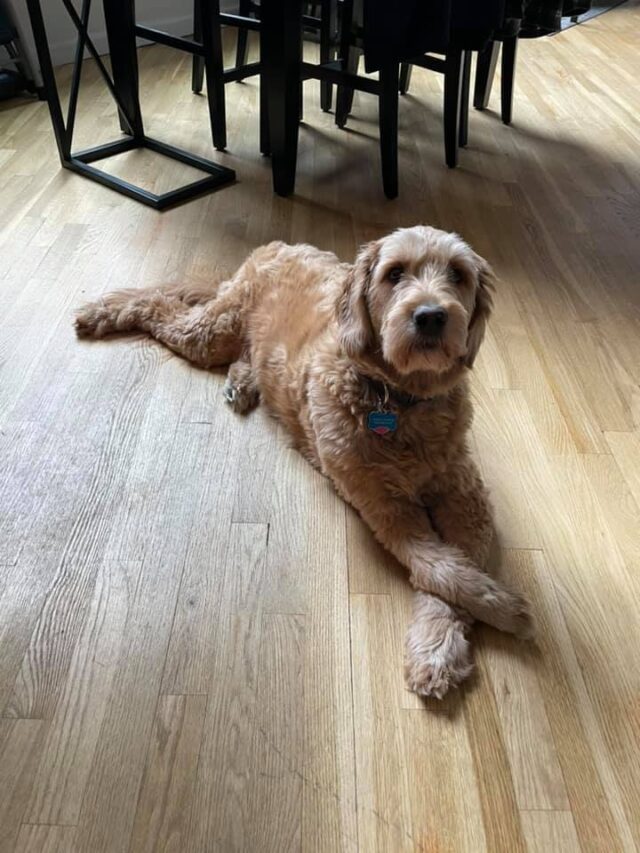 Goldendoodle passed away in pet sitter's care