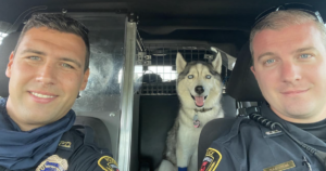 Husky rescued after Walmart shooting