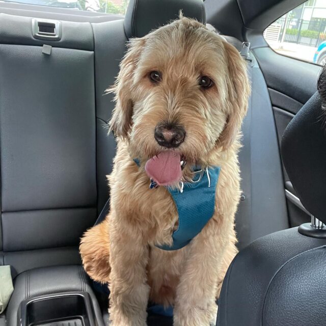 Mac the Goldendoodle passes away