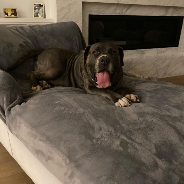 Mastiff relaxing on the couch