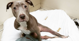 Paralyzed Pit Bull puppy gets adopted