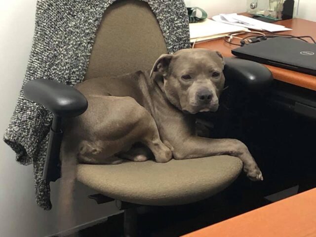 Pit Bull on office chair