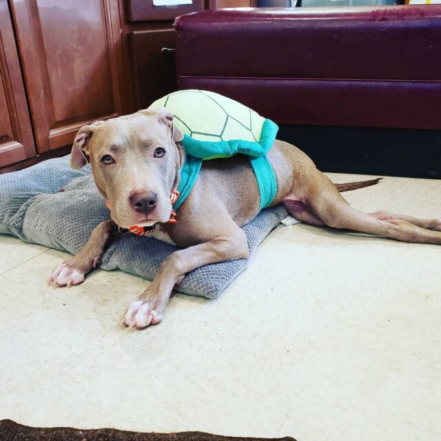 Pit Bull puppy dressed up