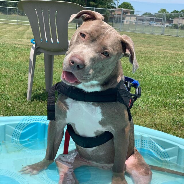 Pit Bull puppy in pool