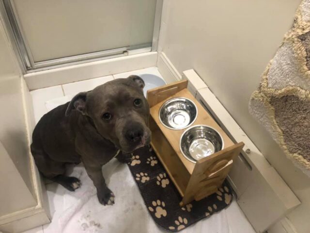 Pit Bull special food bowls