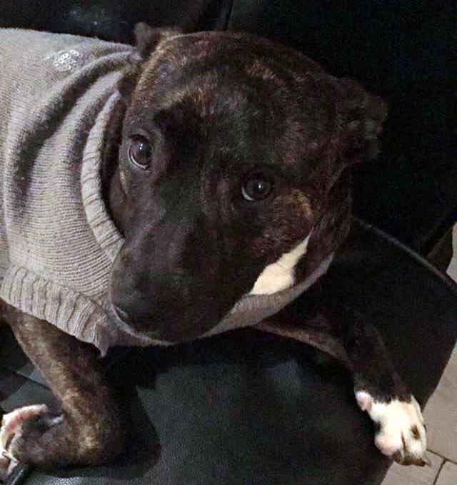 Pit Bull wearing sweater