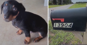 Puppy in mailbox