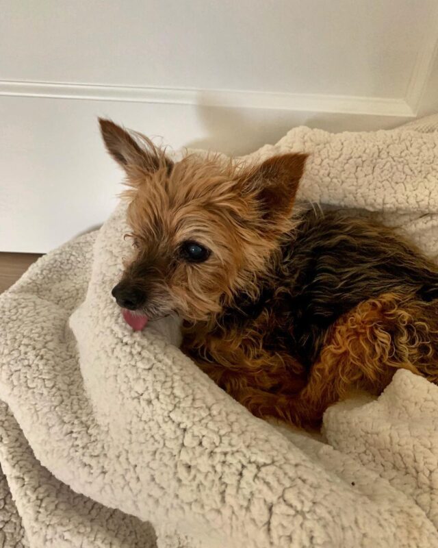 Relaxed senior Yorkie