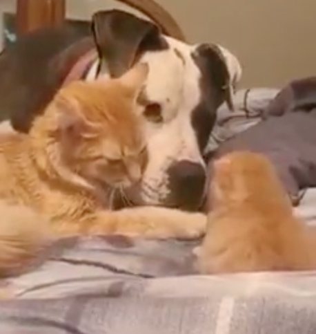 Cat introducing baby