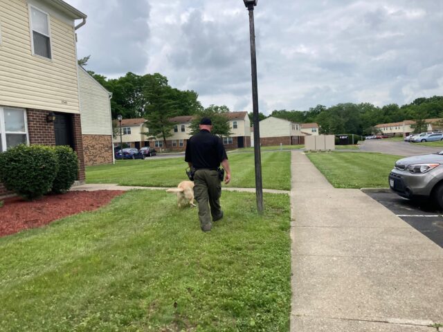 Shelter staff walking dog