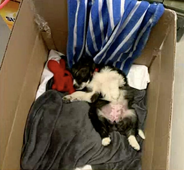Tiny Puppy in Cozy Box