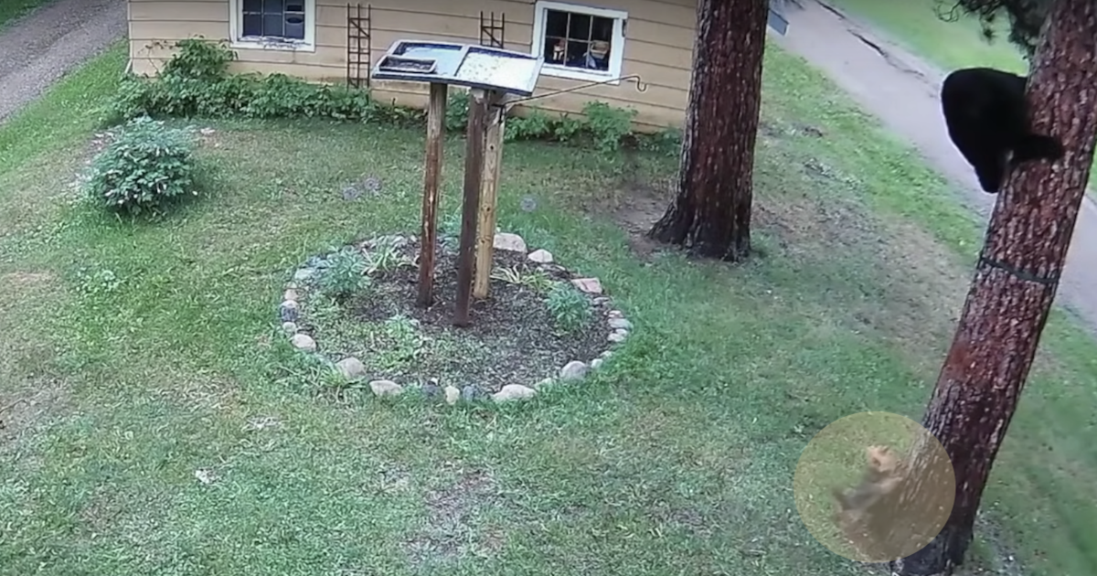 Fearless Yorkie Chases Bear Up Tree To Teach Him A Lesson