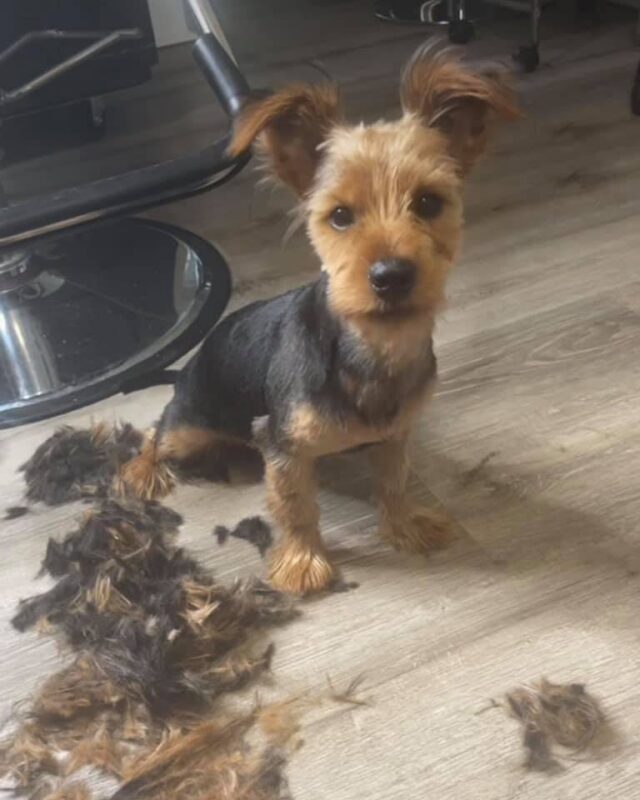 Yorkie puppy fresh haircut