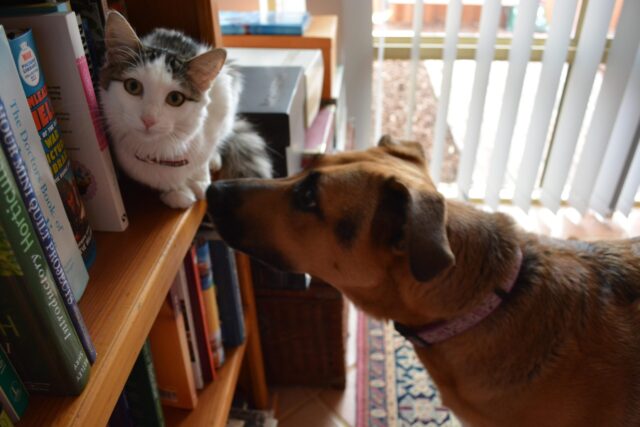 Cat with Dog