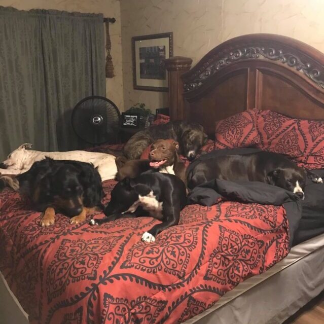 Six_foster_dogs_in_bed