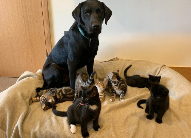 Bertie and seven kittens