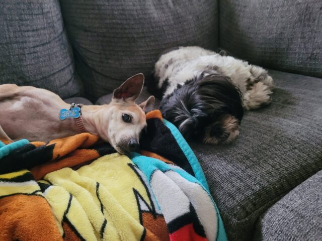 Rescue dogs snuggling