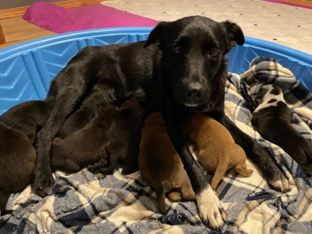 Pepper and her puppies 