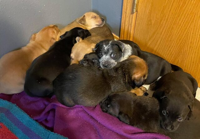 Pile of puppies